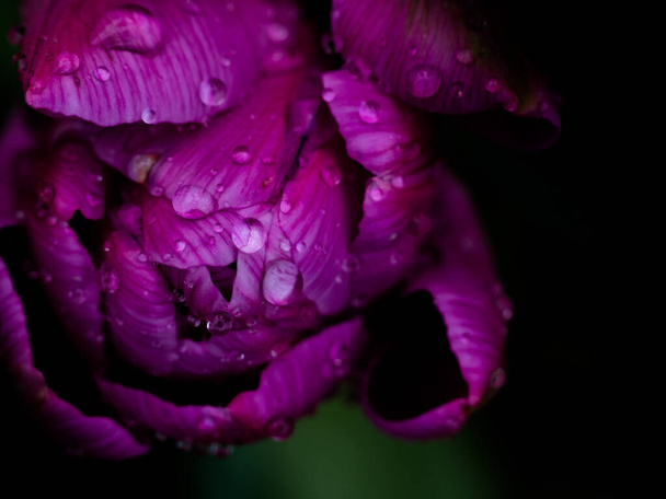 Extreme Closeup of A Wet Purple Colored Flower with Dark Bokeh Background - Photo, Image