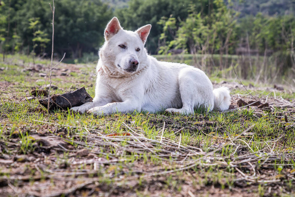 A white dog sitting calmly on Green grass at Forest park in a sunny summer. Selective focus. - Foto, Bild