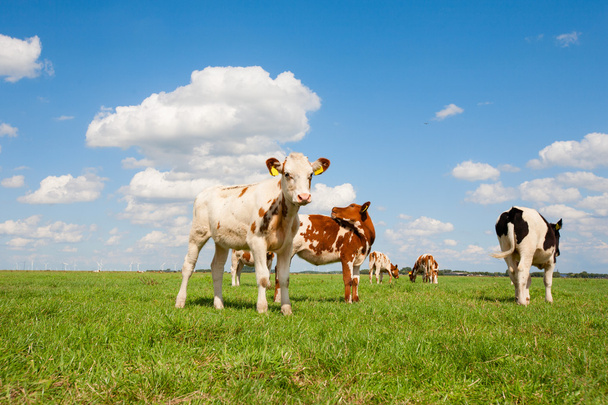 Dutch calves - Fotoğraf, Görsel