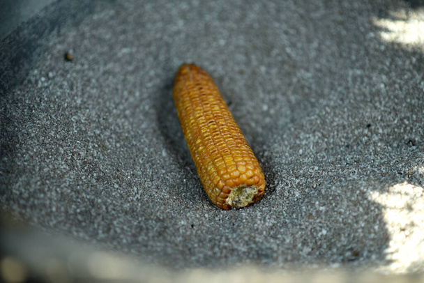 сирий чаллі бхутта кукурудзяний верхній селективний фокус
 - Фото, зображення