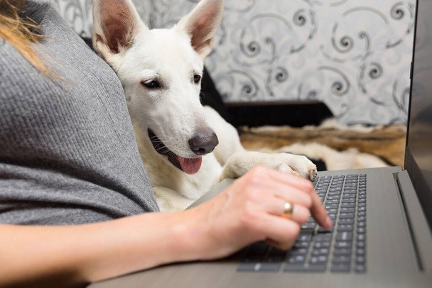 A woman with her pet white Swiss Shepherd uses a laptop for work, communication or online shopping - Photo, Image