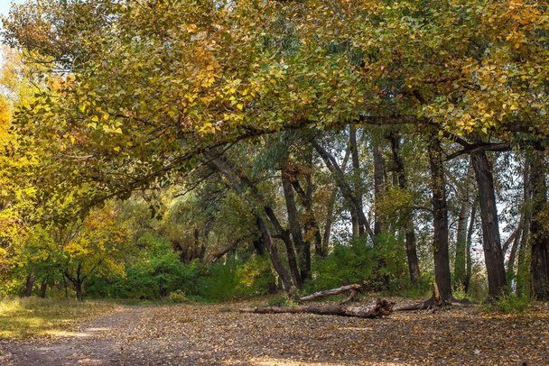 Arany ősz, Kilátás a győzelemre rakpart, köpés közel a Dnyeper folyó, Székesegyház kerület, Dnyipro város, Ukrajna  - Fotó, kép