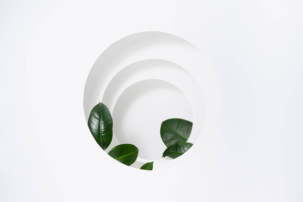 Abstract fresh floral summer scene template for presentation cosmetic product, design, advertising with white round frames as gate or niche with perspective, green tropical leaves, sunlight, shadows. - Φωτογραφία, εικόνα