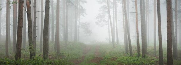 Uralte immergrüne Kiefern im Morgennebel. Lettland. Stimmungsvolle Landschaft. Ökotourismus, Umwelt, Einsamkeit, Dunkelheit, nördliche Wälder - Foto, Bild