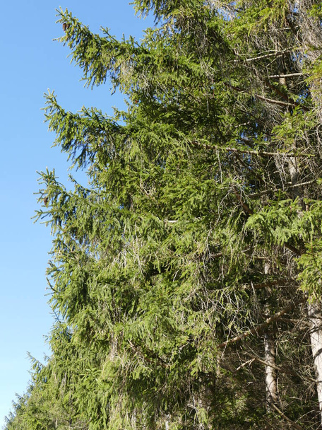 Spruce trees on the edge of a forest against a blue sky - Photo, Image