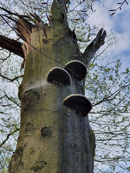 Pilze auf einem abgestorbenen Baumstamm, Sauerland, Nordrhein-Westfalen, Deutschland - Foto, Bild