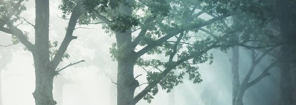 Malerische Landschaft des dunklen Waldes im geheimnisvollen Nebel bei Sonnenaufgang. Die Sonne scheint durch die alten mächtigen Eichen, Tannen, Kiefern, Birken. Idyllische ländliche Szenerie. Herbstsaison, Konzeptkunst, Ökotourismus, Natur - Foto, Bild