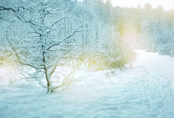 снежный лесной ландшафт с лыжной трассой высокого качества фото - Фото, изображение