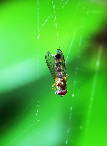 Drohnenfliege im Spinnennetz gefangen - Foto, Bild