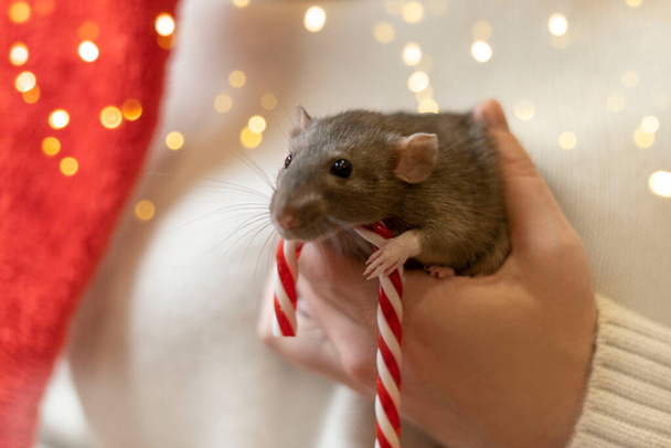 A rat on a blanket with a red toy. Blue decorative rat on the background of Christmas lights - Photo, image