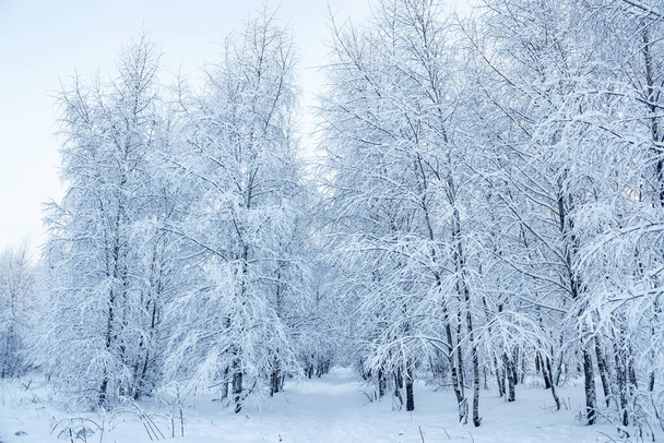 A wonderful fairy-tale forest stands covered with snow. Trees are abstract patterns of snow. Winter snowy landscape. - Foto, Imagem
