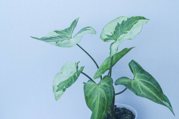 Sengonyum Üç Kings saksısı ev bitkisi - Fotoğraf, Görsel