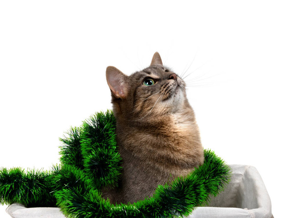 Gray cat sitting in basket with Christmas tinsel and looking up. Isolated on white background.  - Fotoğraf, Görsel