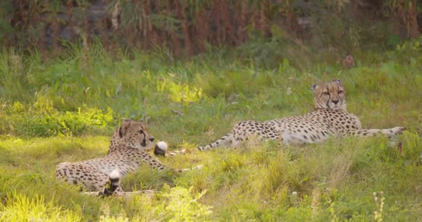 Dos grandes guepardos adultos descansan y se relajan en la hierba y se alejan - Imágenes, Vídeo