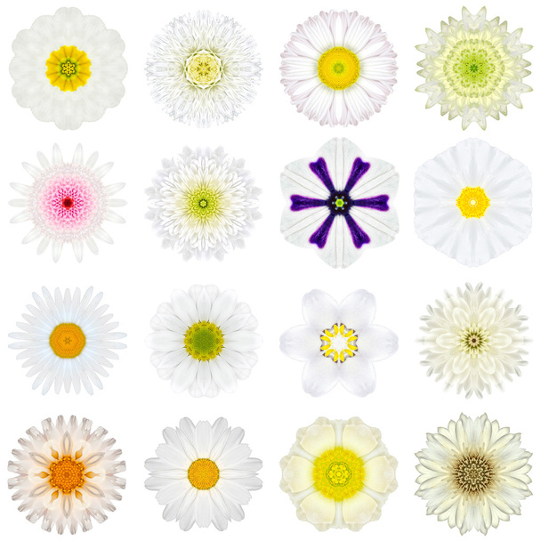 白で隔離される様々 な白い同心円状の花のコレクション - 写真・画像