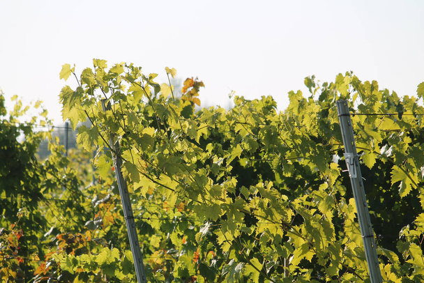 Grape vine with green leaves. General view of grape plant in vineyard in summer - Zdjęcie, obraz