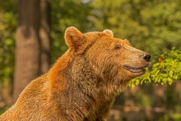 коричневий ведмідь ( Hursus arctos
)  - Фото, зображення