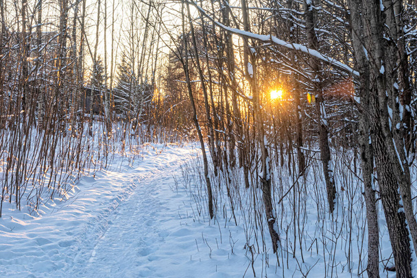 Iltaaurinko paistaa puiden oksien läpi ja valaisee lumisia talvipolkuja metsäpuistossa. - Valokuva, kuva