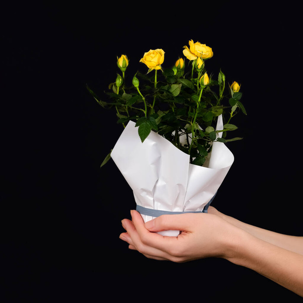 黒の背景に隔離されたポットに黄色のバラの小さな茂みを保持する手。バレンタインデー、国際女性デーや母の日のためのトレンディなバナー - 写真・画像