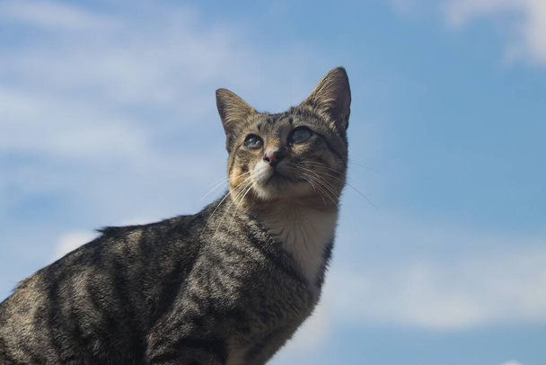 Gatto locale indonesiano contro il cielo blu chiaro. Foto stock di gatto. - Foto, immagini