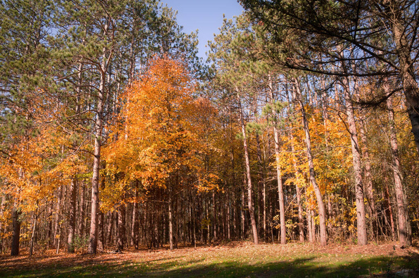 Hermosos arces dorados junto a altos pinos verdes en el borde del colorido bosque verde rojo anaranjado amarillo en el soleado día de otoño. - Foto, Imagen