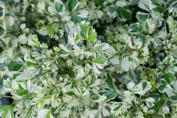 closeup white spotted leaves, green leaf textur - Фото, зображення