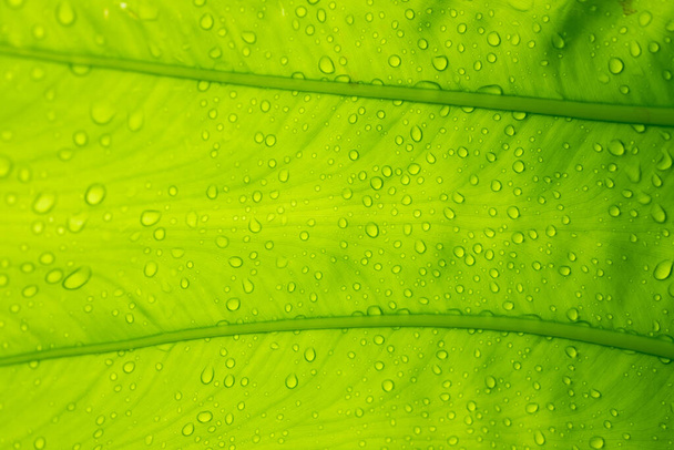 verde hojas pared fondo, hoja pared naturaleza backgroun - Foto, Imagen