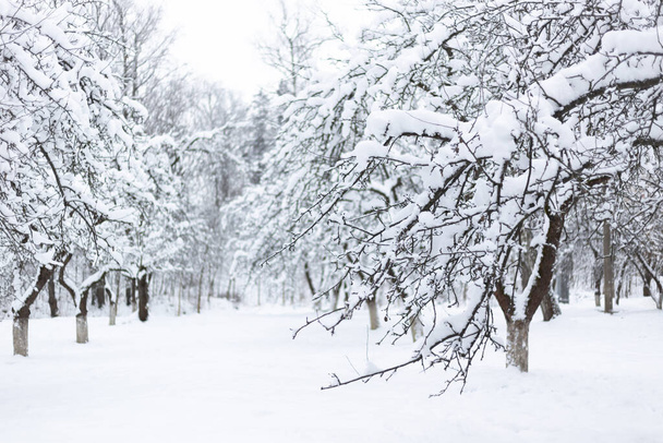 Сніговий яблучний сад у морозний зимовий день. Красивий природний фон
 - Фото, зображення