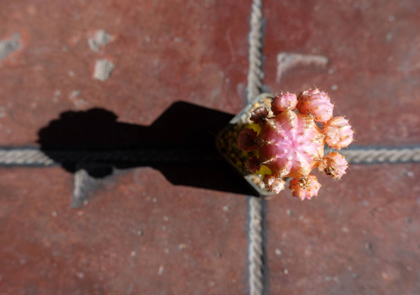 Widok z góry na różowy kaktus księżycowy na ceglanej podłodze. Ta roślina jest czymś w rodzaju mutanta i nie ma zdolności do produkcji chlorofilu, co oznacza, że musi być przeszczepiona na podkładce.. - Zdjęcie, obraz