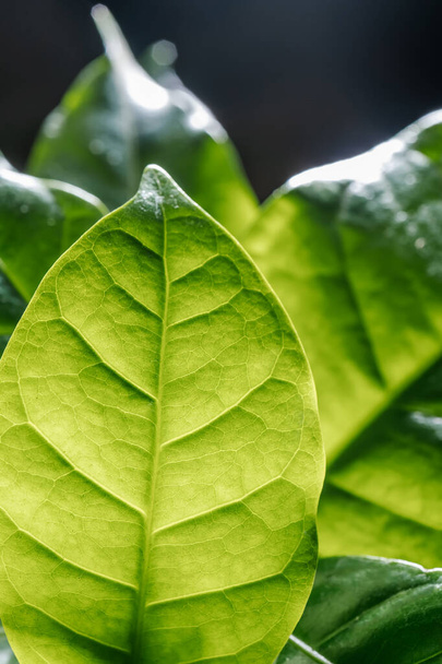 Abstract background of green leaves. A close plan. - 写真・画像