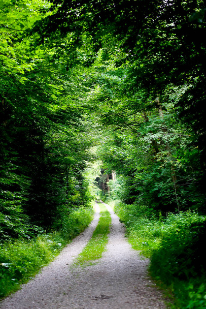 Ścieżka leśna przez bujną roślinność pod gęstym, zielonym dachem w lecie, bawarskie podnóże Alp, Niemcy, Europa - Zdjęcie, obraz