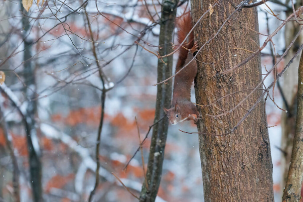 Білка, що сидить на дереві в зимовому лісі
 - Фото, зображення