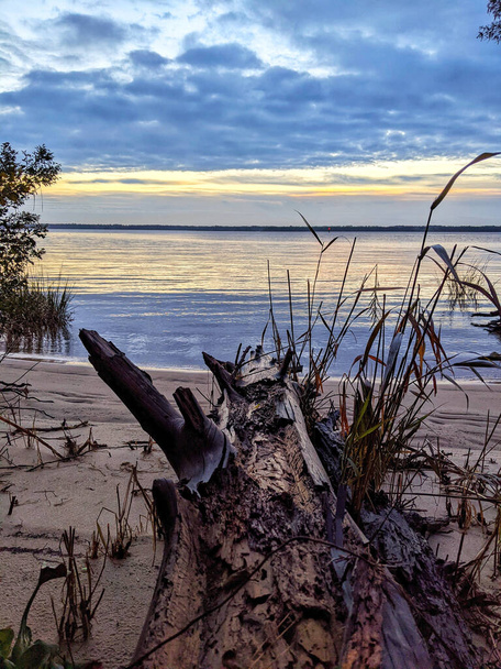 A vertical shot of driftwood in the shore with a sunset background - Foto, afbeelding