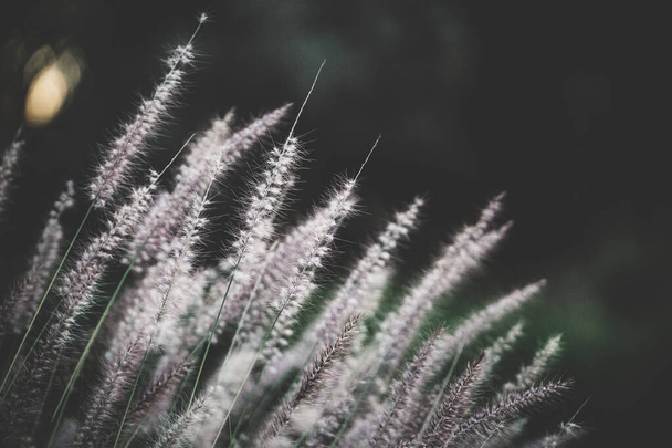 A selective focus shot of wild fluffy plants growing in the field - Foto, immagini