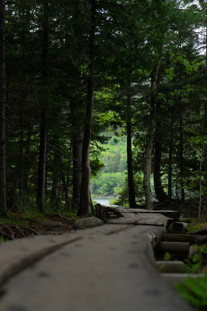 A vertical shot of a path amid pine trees in Arcadia National Park, Maine - Photo, Image