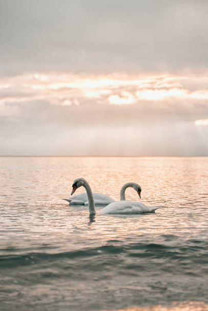 Swans on the peaceful Baltic sea during the early morning. Beautiful sunset on the seaside. - Фото, изображение