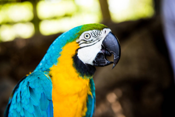 A portrait of a blue and yellow macaw in a zoo under the sunlight with a blurry background - Fotografie, Obrázek