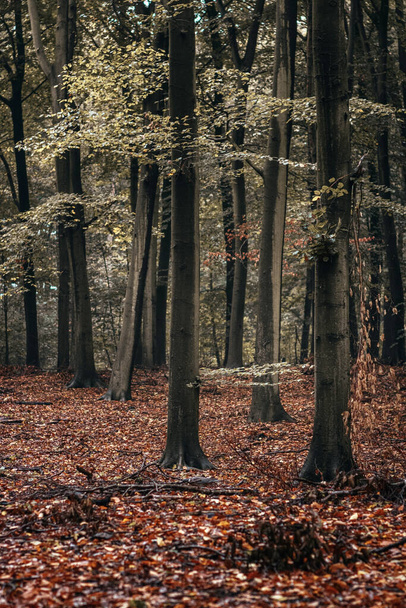 A vertical shot of a beautiful forest with trees and fallen autumn leaves - Fotó, kép