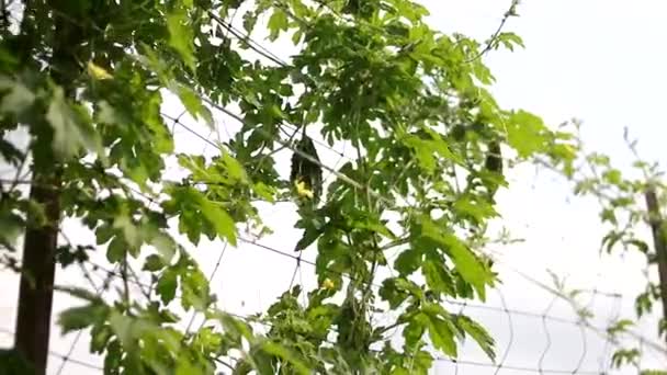 Melão amargo verde (momordica charantia, cabaça amarga, abóbora amarga) pendurado em galhos de árvores nos campos locais na Indonésia. - Filmagem, Vídeo