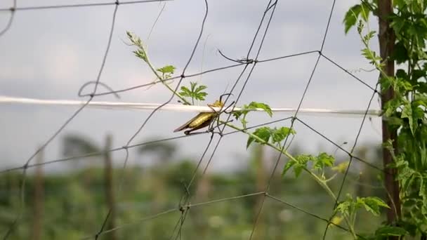 Grasshopper voar para longe da rede em campos de melão amargo indonésio - Filmagem, Vídeo