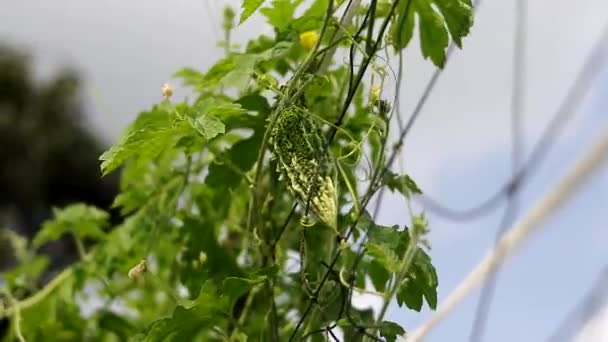 Melão amargo verde (momordica charantia, cabaça amarga, abóbora amarga) pendurado em galhos de árvores nos campos locais na Indonésia. - Filmagem, Vídeo