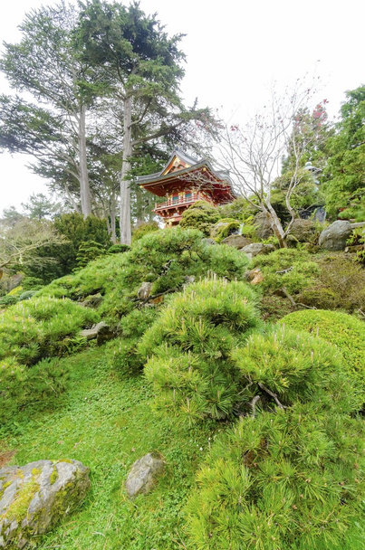 ogród japoński herbaty, san francisco - Zdjęcie, obraz