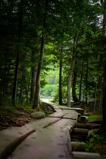 A vertical shot of a path amid pine trees in Arcadia National Park, Maine - Фото, изображение