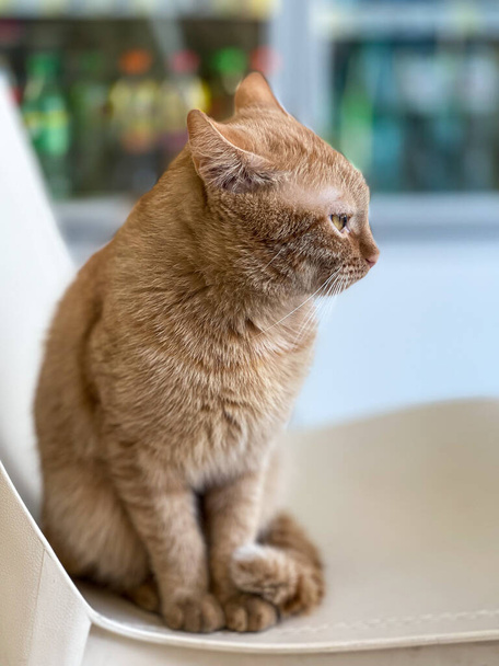 πορτρέτο μιας όμορφης κοκκινομάλλας γάτας σε μια καρέκλα - Φωτογραφία, εικόνα