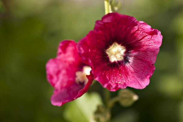 flor de hollyhock
 - Foto, imagen