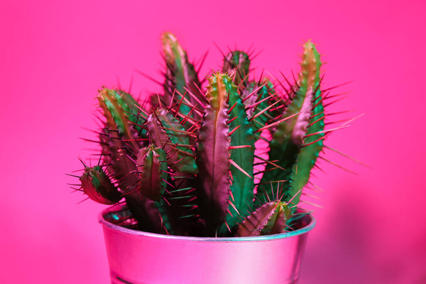 Fresh cactus on color background - Φωτογραφία, εικόνα