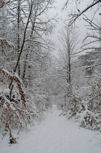 Ramas de árboles en la nieve en el bosque de invierno. Escena de invierno. Ramas cubiertas de nieve. Nieve de invierno - Foto, Imagen
