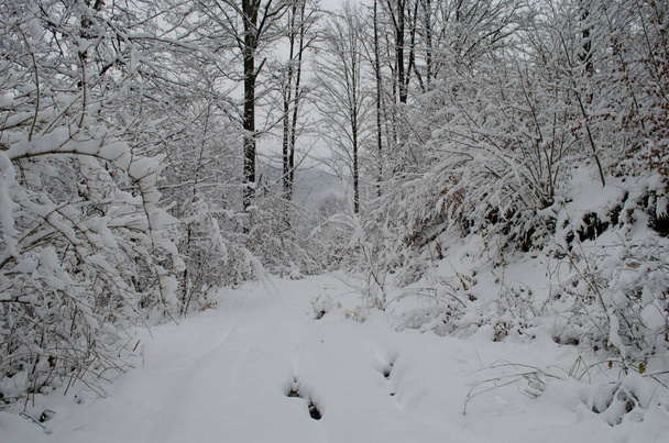 Ramas de árboles en la nieve en el bosque de invierno. Escena de invierno. Ramas cubiertas de nieve. Nieve de invierno - Foto, Imagen