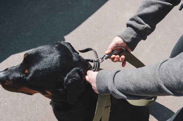 Close-up van de handen van een vrouw die een onbreekbare karabijnhaak vastmaakt aan de halsband van haar hond. De eigenaar zet de riem vast aan de kraag van de vrouwelijke Rottweiler. Overdag. Selectieve focus. - Foto, afbeelding
