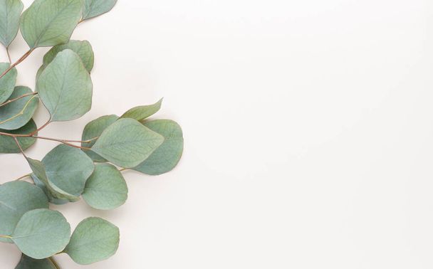 Green leaves eucalyptus on pastel background. flat lay, top view. - Foto, Imagem